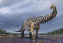 علماء أستراليون يصنفون ديناصوراً بالأكبر حجماً على الاطلاق علماء أستراليون يصنفون ديناصوراً بالأكبر حجماً على الاطلاق