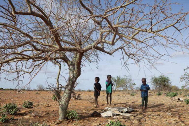 المفوضية السامية: حالة الجفاف الحالية في الصومال والقرن الأفريقي هي الأسوأ في المنطقة منذ أربعة عقود وحياة الملايين في خطر
