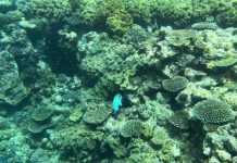 تدهور الحاجز المرجاني العظيم في أستراليا لا يزال مستمراً تدهور الحاجز المرجاني العظيم في أستراليا لا يزال مستمراً