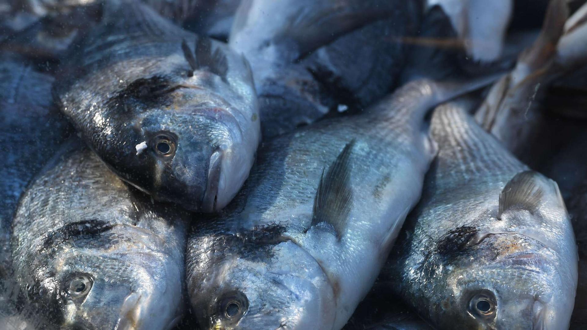 دراسة: أسماك المياه العذبة تسبب أضرارا صحية خطيرة دراسة: أسماك المياه العذبة تسبب أضرارا صحية خطيرة