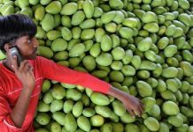 فاكهة المانغو… غذاء متكامل يدعم المناعة ضد أمراض الصيف فاكهة المانغو... غذاء متكامل يدعم المناعة ضد أمراض الصيف