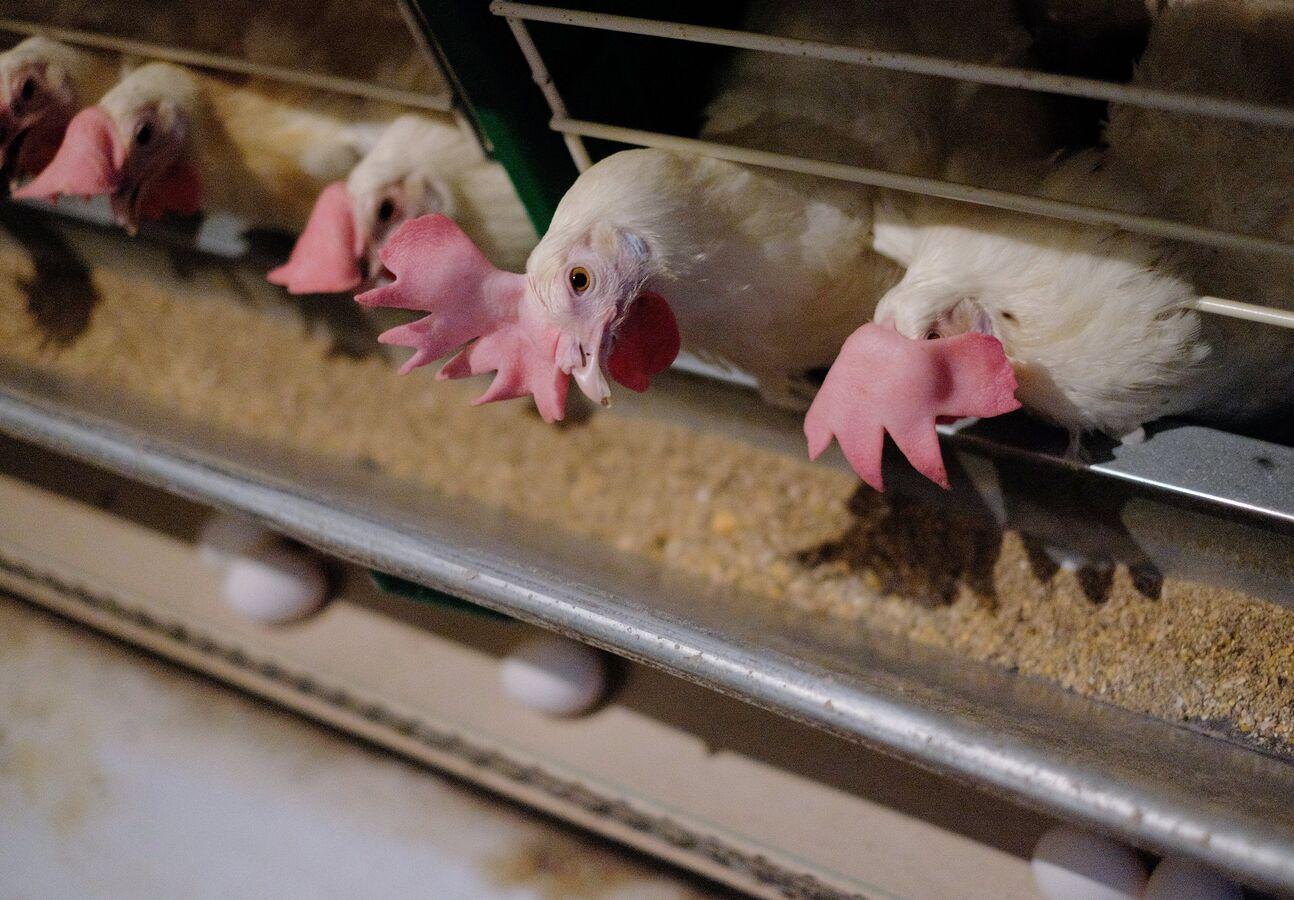 دولة عربية تحقق دولة عربية تحقق