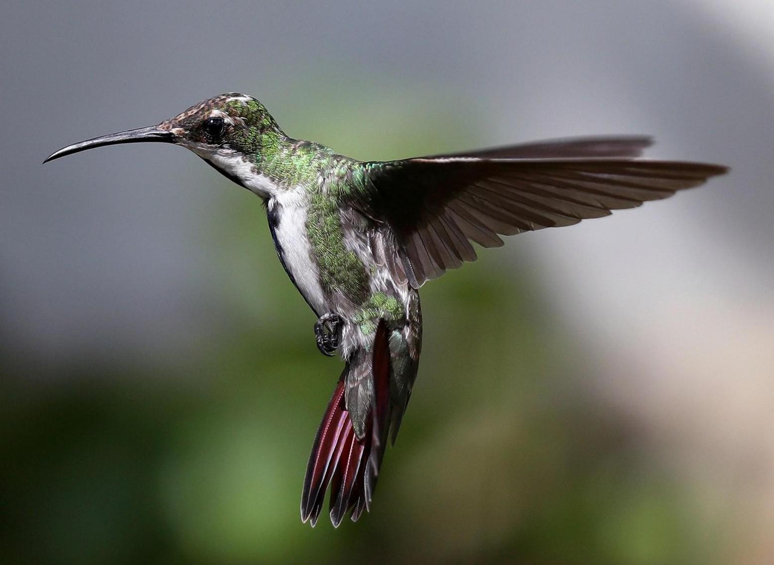 دراسة: 61% من أنواع الطيور في العالم تتراجع أعدادها دراسة: 61% من أنواع الطيور في العالم تتراجع أعدادها