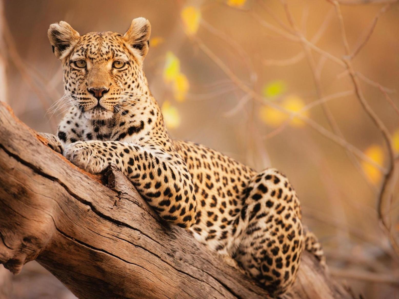 فهود غرب أفريقيا مهددة بالانقراض بعد انخفاض أعدادها بنسبة 50% فهود غرب أفريقيا مهددة بالانقراض بعد انخفاض أعدادها بنسبة 50%