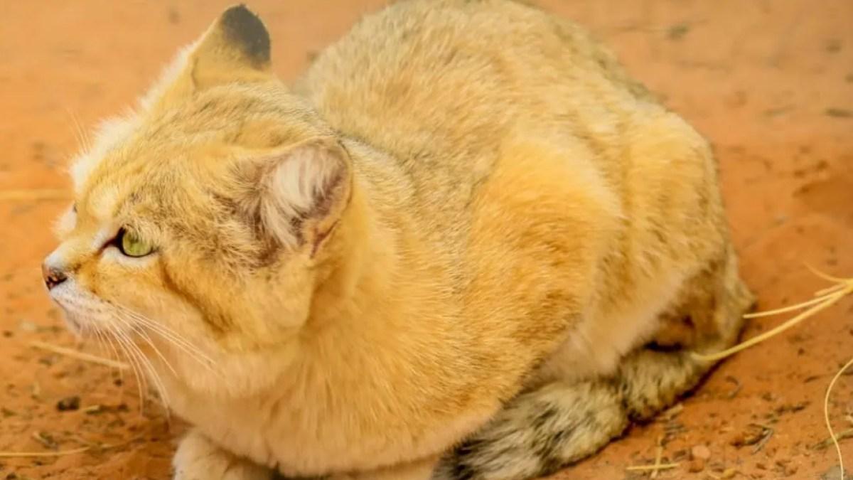 أول توثيق علمي لعودة أول توثيق علمي لعودة