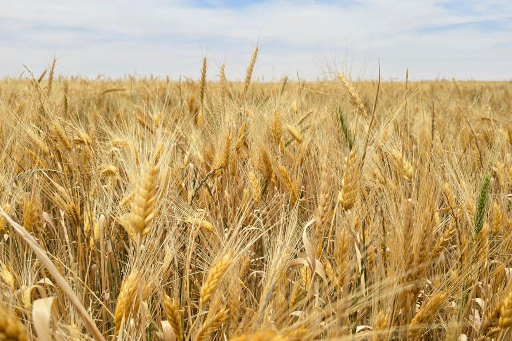 علماء: تتبعنا نسب الشعير قبل 10 آلاف سنة علماء: تتبعنا نسب الشعير قبل 10 آلاف سنة