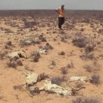 أزمة الجفاف تتفاقم في الصومال ويتضرر أكثر من 4.6 مليون شخص أزمة الجفاف تتفاقم في الصومال ويتضرر أكثر من 4.6 مليون شخص