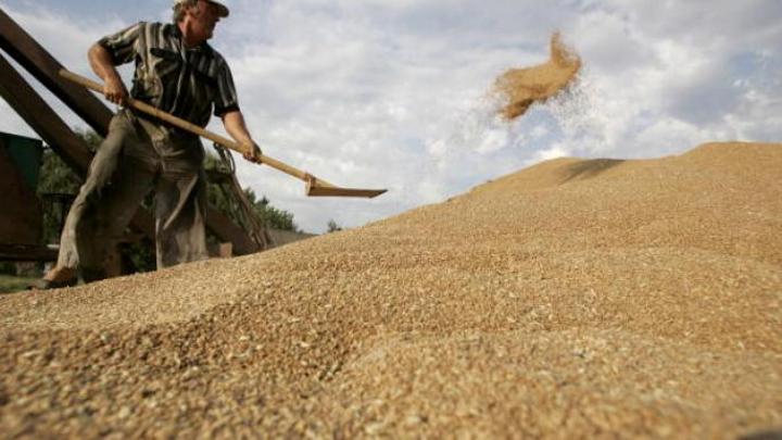 أسعار القمح نحو الانخفاض عالمياً وتوقعات بتراجع فاتورة الاستيراد