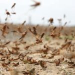 الجراد الصحراوي يعود إلى دول إفريقيا الجراد الصحراوي يعود إلى دول إفريقيا