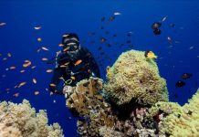 مصر.. جزيرتا الأخوين “جنة” البحر الأحمر ومتحف لعشاق الغوص مصر.. جزيرتا الأخوين "جنة" البحر الأحمر ومتحف لعشاق الغوص