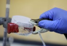 علماء روس يبتكرون ترياقا جديدا يحد من مفعول لدغات الثعابين علماء روس يبتكرون ترياقا جديدا يحد من مفعول لدغات الثعابين