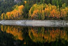 باحثون يطورون تقنية جديدة لتنقية المياه باستخدام بذور الأشجار باحثون يطورون تقنية جديدة لتنقية المياه باستخدام بذور الأشجار