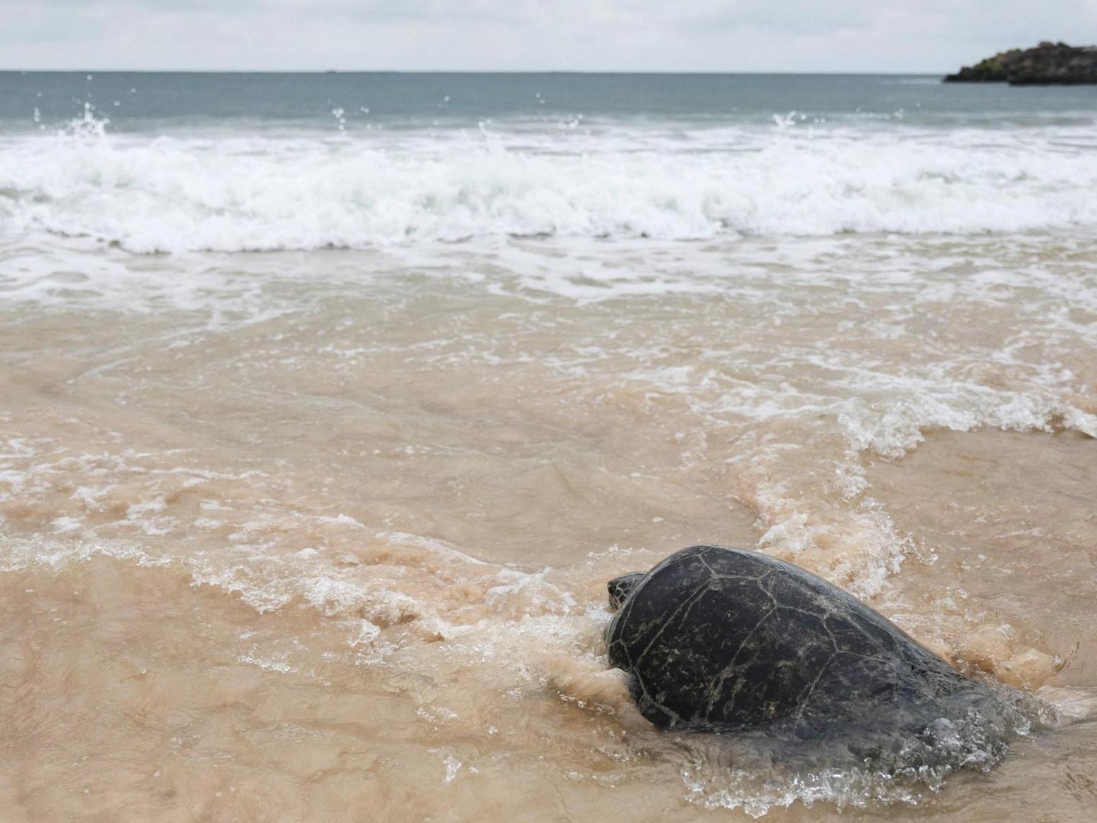 سواحل القارة الأفريقية باتت الأشد تأثرا بموجات الحر البحرية سواحل القارة الأفريقية باتت الأشد تأثرا بموجات الحر البحرية