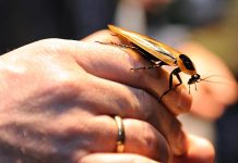 حب من أول قضمة.. قصة ولاء شرسة في عالم الحشرات حب من أول قضمة.. قصة ولاء شرسة في عالم الحشرات