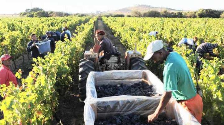 Farmworkers search for more Covid-19 information Farmworkers search for more Covid-19 information