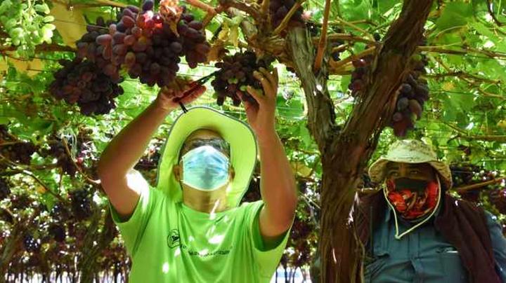 Cape farmers, workers set to benefit from record table grape crop Cape farmers, workers set to benefit from record table grape crop