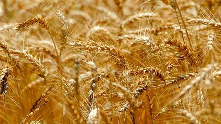 87% small growers in SA haven’t recovered from hard lockdown 87% small growers in SA haven’t recovered from hard lockdown