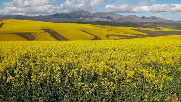 Cooking oil prices hit a high as SA sources from Europe Cooking oil prices hit a high as SA sources from Europe