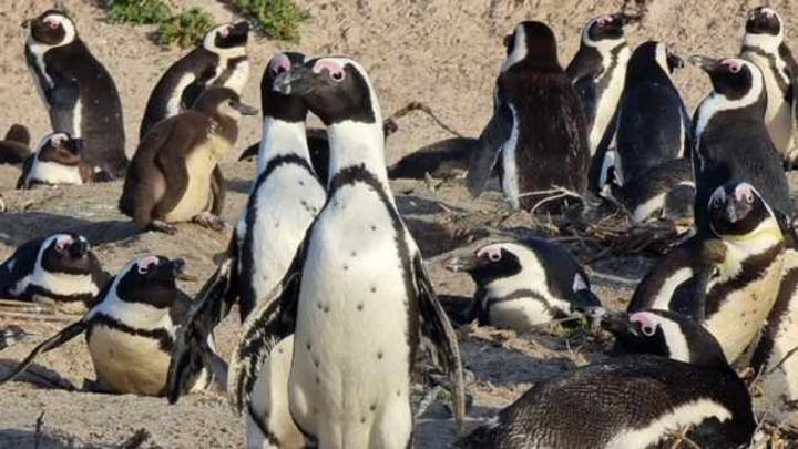 Proposals put forth to address the declining population of endangered African penguin Proposals put forth to address the declining population of endangered African penguin