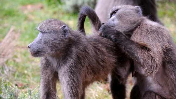 Search for compassionate solution to avoid the killing of baboons in the Cape Peninsula Search for compassionate solution to avoid the killing of baboons in the Cape Peninsula