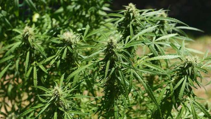 Regulatory certainty needed for dope exports to gain momentum Regulatory certainty needed for dope exports to gain momentum