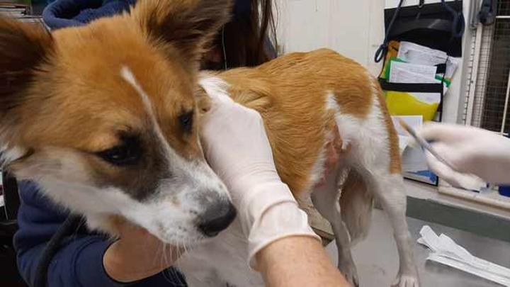 Beastiality not taken seriously - SPCA Beastiality not taken seriously - SPCA