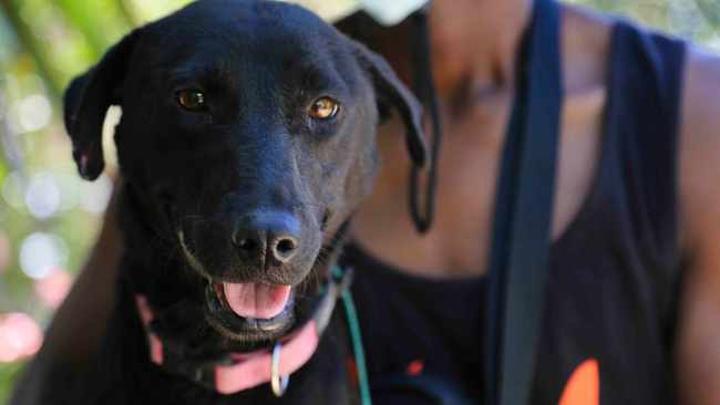 Massive increase in abandoned Cape pets prompt furry festive campaigns Massive increase in abandoned Cape pets prompt furry festive campaigns