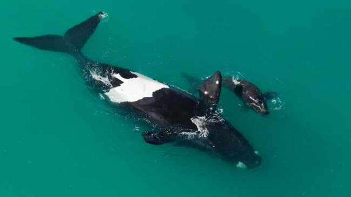 Whales reported to be getting thinner and having fewer calves Whales reported to be getting thinner and having fewer calves