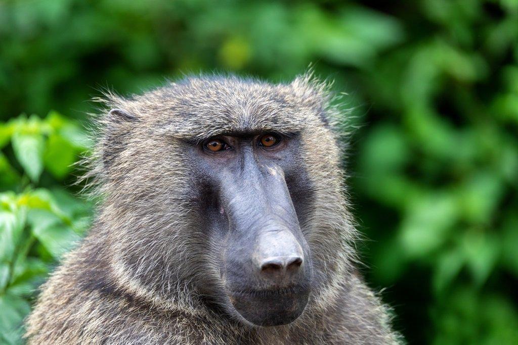 Cape Town baboon management: Creecy raises hopes of finding a solution as state bodies pass the buck Cape Town baboon management: Creecy raises hopes of finding a solution as state bodies pass the buck