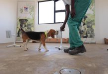 A litter of puppies born in Namibia in 2020 have been trained to sniff out Covid-19 A litter of puppies born in Namibia in 2020 have been trained to sniff out Covid-19