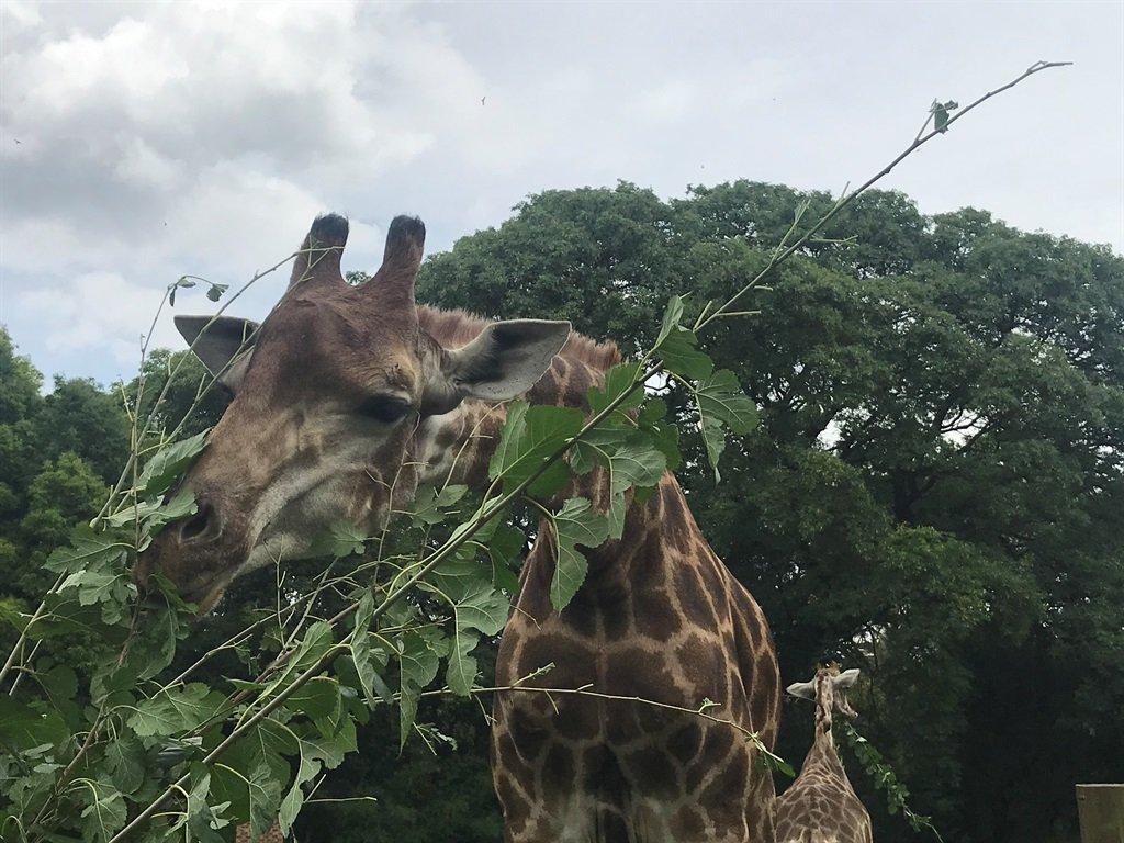 KZN game park rubbishes claims of euthanising giraffe after toddler killed and mother injured in attack KZN game park rubbishes claims of euthanising giraffe after toddler killed and mother injured in attack