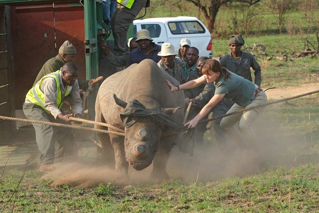 Four orphaned black rhinos dehorned and airlifted to KZN game reserve (PICS)