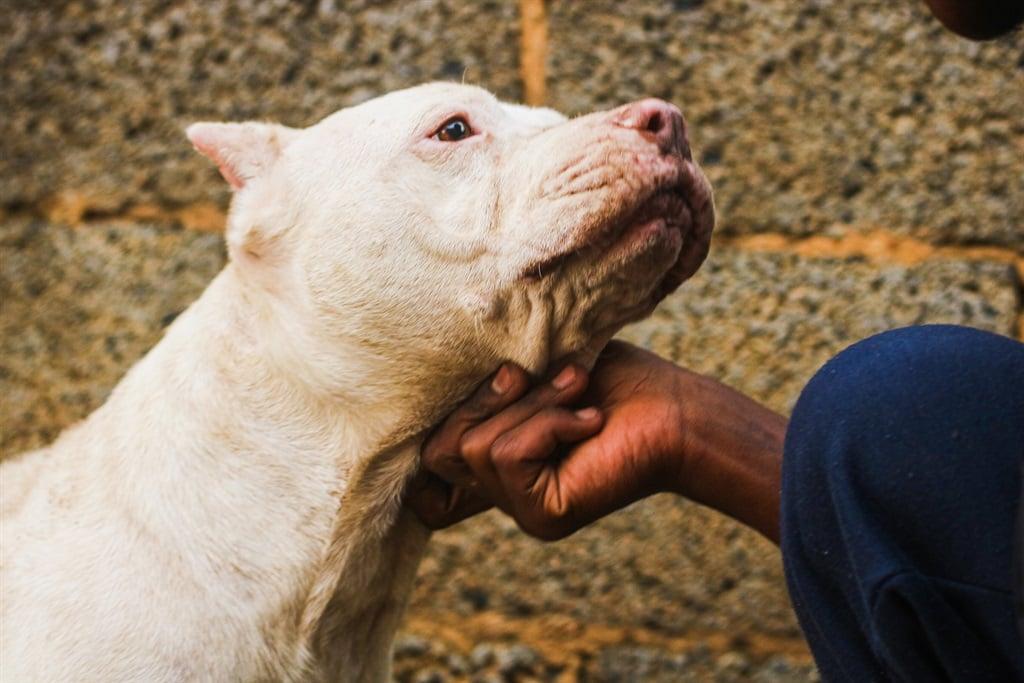 SPCA offers R5000 reward for information leading to arrest of suspects who burnt 3 pit bulls to death