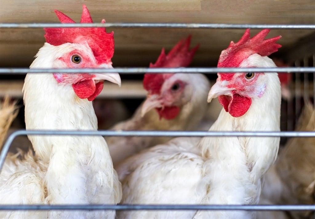 'Very serious': 750 000 hens culled on a single farm as Europe faces worst-ever bird flu outbreak 'Very serious': 750 000 hens culled on a single farm as Europe faces worst-ever bird flu outbreak