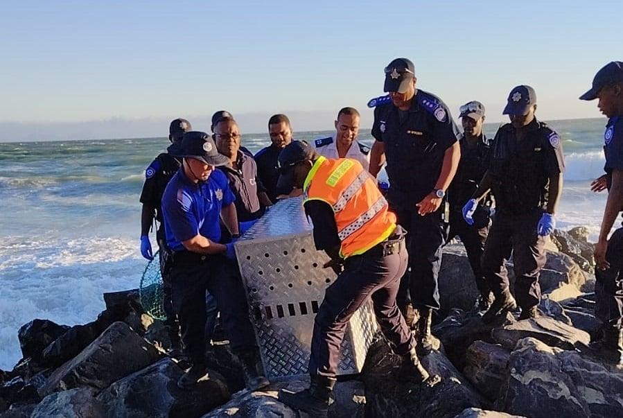 'Made my blood run cold': Four men arrested for stoning trapped seal at Cape Town beach