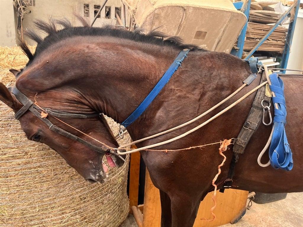 SPCA staff attacked at 'dirty' Cape Town home used to 'torture' and illegally train horses