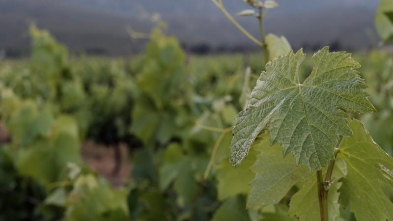 Middelburg Vineyards: an innovative partnership driving inclusive agricultural growth Middelburg Vineyards: an innovative partnership driving inclusive agricultural growth