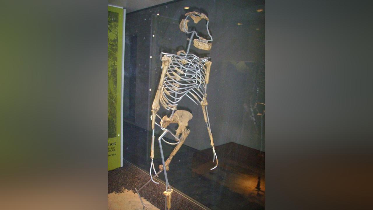 Scientist Reconstructs Soft Tissue of Extinct Human Ancestor From Millions of Years Ago Scientist Reconstructs Soft Tissue of Extinct Human Ancestor From Millions of Years Ago