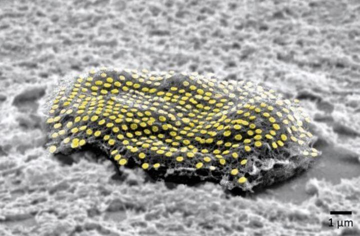 Scientists Fuse Nanocircuits to Living Tissue in Cyberpunk Future Scientists Fuse Nanocircuits to Living Tissue in Cyberpunk Future