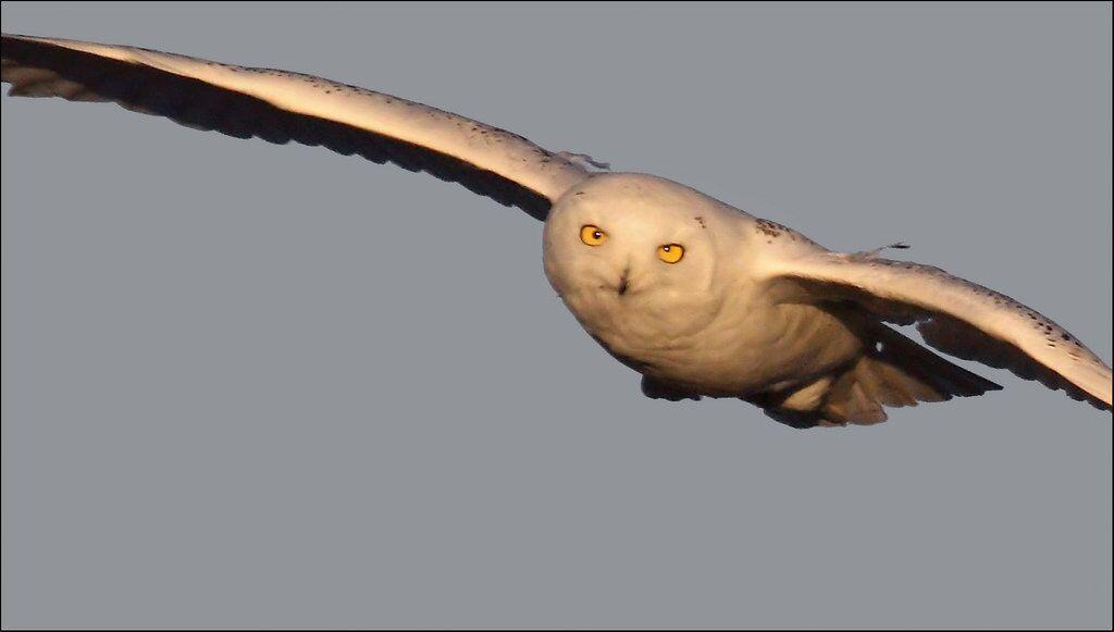 New Owl-Based Material Lowers Wind Farm Noise New Owl-Based Material Lowers Wind Farm Noise