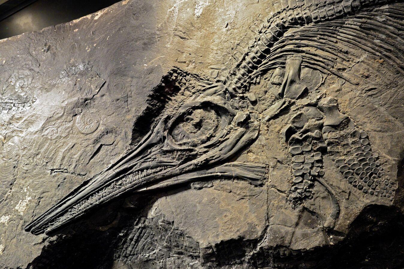 New Giant Aquatic Dinosaur Species Discovered in Britain New Giant Aquatic Dinosaur Species Discovered in Britain