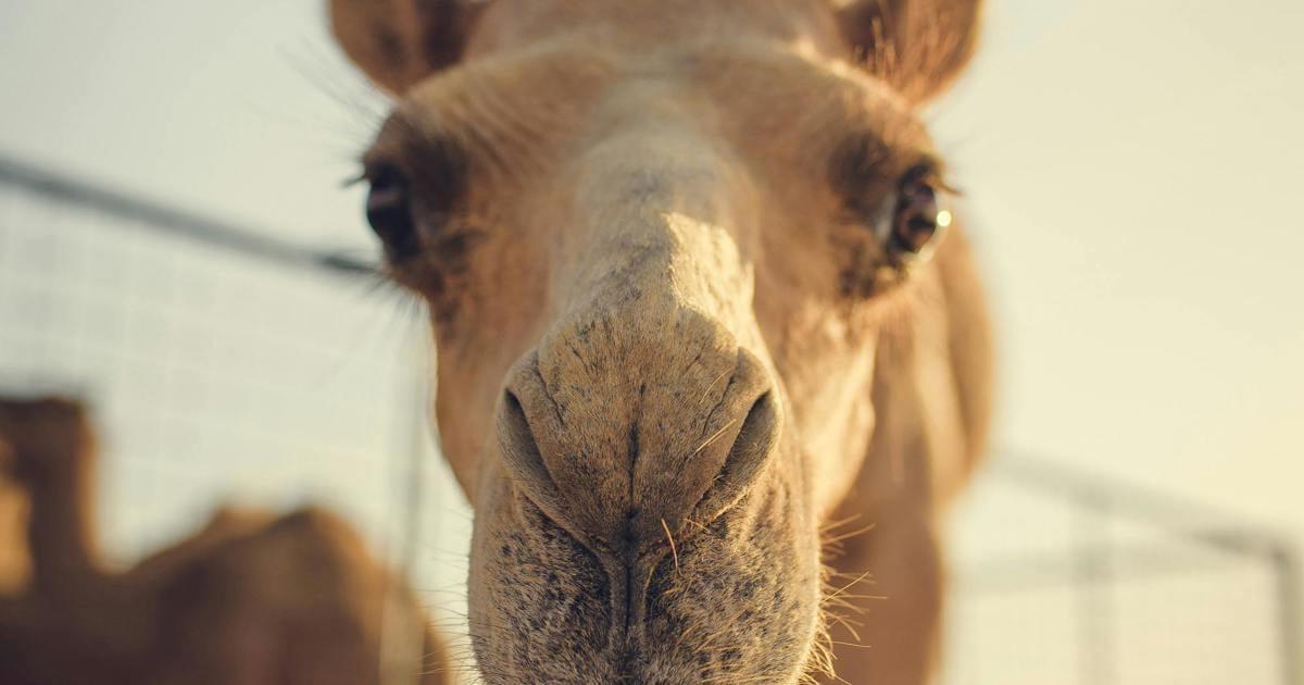 NSPCA Raises Concerns Over Camel Races in Heidelberg NSPCA Raises Concerns Over Camel Races in Heidelberg
