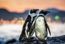 IUCN lists African Penguin as critically endangered IUCN lists African Penguin as critically endangered