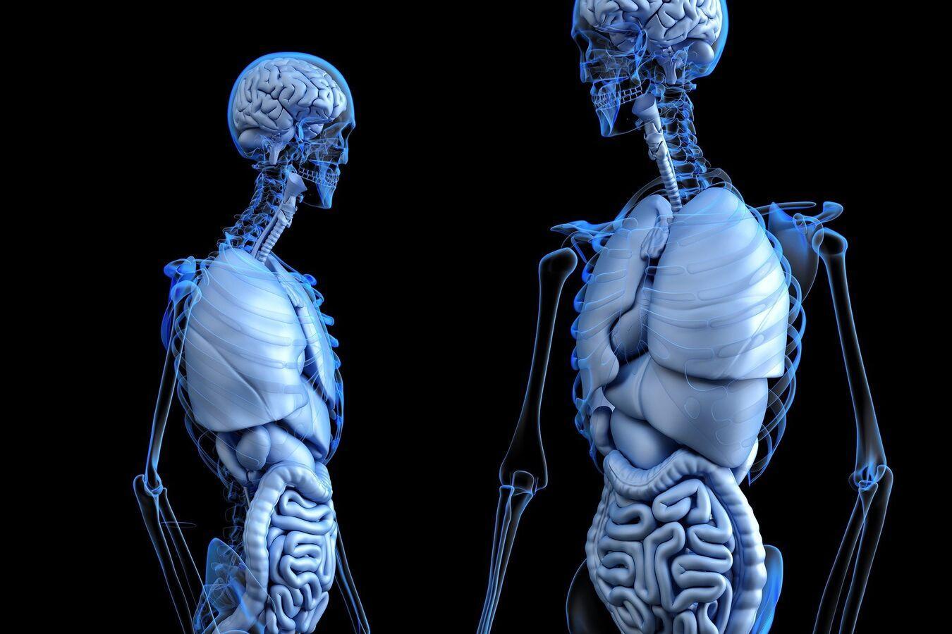 Scientists Discover New Organ in Human Body Scientists Discover New Organ in Human Body