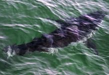 Shark’s Secrets to Living for 400 Years Revealed Shark's Secrets to Living for 400 Years Revealed