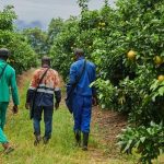 South Africa Defeats Major European Country at Home South Africa Defeats Major European Country at Home