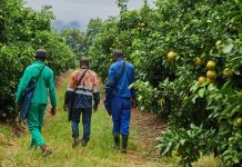 South Africa Defeats Major European Country at Home South Africa Defeats Major European Country at Home