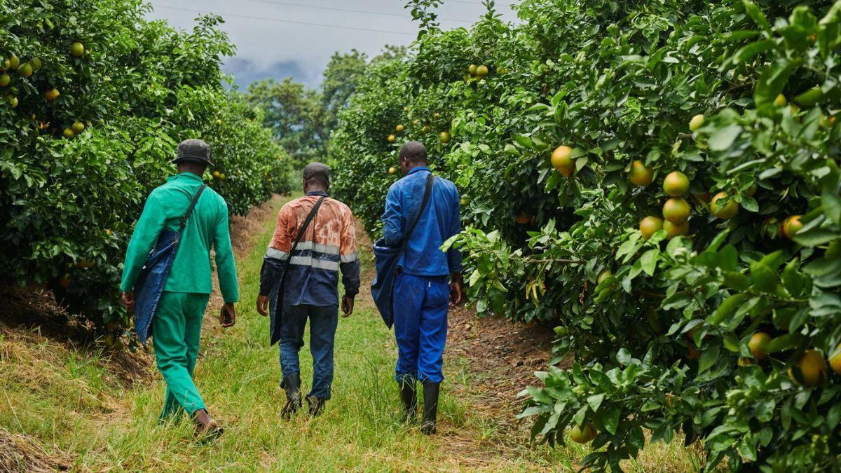 South Africa Defeats Major European Country at Home South Africa Defeats Major European Country at Home