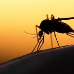 Malaria vaccine prices cut to expand coverage Malaria vaccine prices cut to expand coverage
