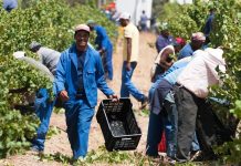 South Africa Faces New Trade Ban South Africa Faces New Trade Ban